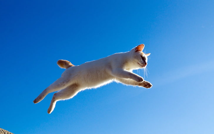 cat, jump, flight, HD wallpaper