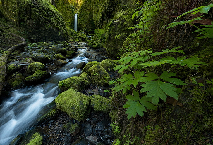 leaves, stream, stones, waterfall, moss, Oregon, Columbia River Gorge, Mossy Grotto Falls, Ruckel Creek, HD wallpaper