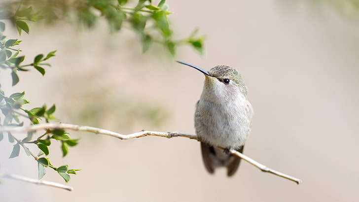 colibríes, animales, pájaros, ramitas, Fondo de pantalla HD