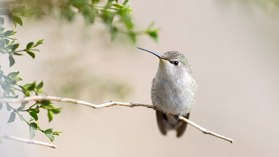colibríes, animales, pájaros, ramitas, Fondo de pantalla HD HD wallpaper