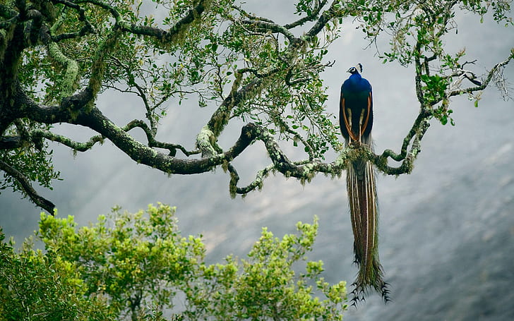 дерево, птица, краски, ветка, перья, Шри-Ланка, национальный парк Яла, индийский павлин, HD обои