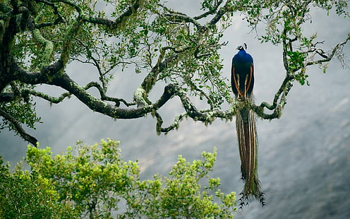 árvore, pássaro, pintar, ramo, penas, Sri Lanka, Parque Nacional de Yala, Pavão indiano, HD papel de parede HD wallpaper