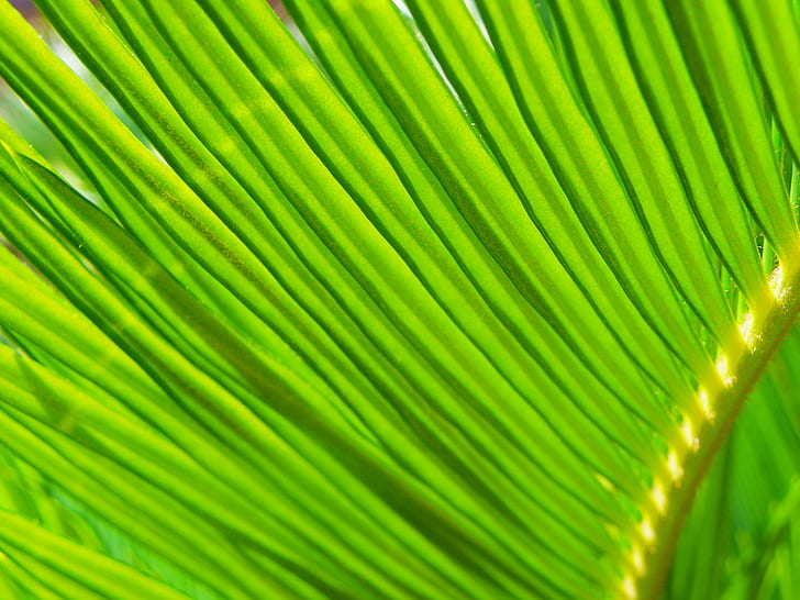 green leaves plant, JPG, green leaves, plant, nature, leaf, green Color, tropical Climate, close-up, palm Tree, backgrounds, macro, pattern, tree, freshness, botany, forest, abstract, HD wallpaper