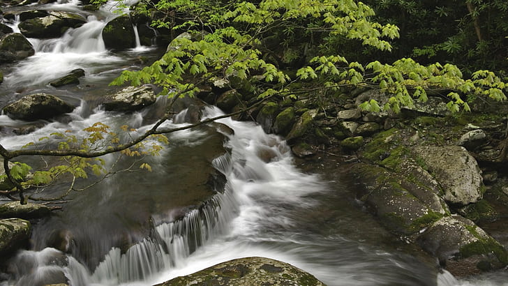 Поток Водопад Замедленная съемка Лесное дерево Скалы Камни HD, природа, лес, скалы, дерево, камни, замедленная съемка, водопад, ручей, HD обои