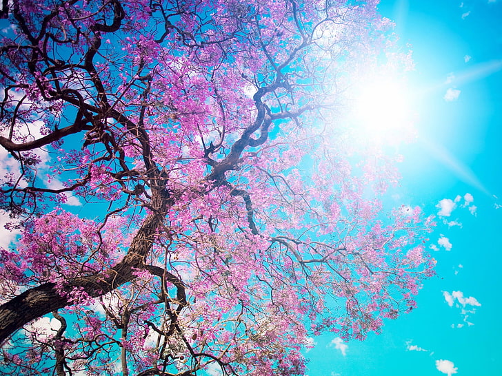 분홍색 벚꽃, 오하나 미, 꽃 축제 및 벚꽃을 즐기기, 일본, HD 배경 화면