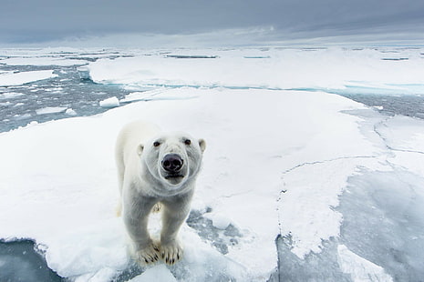 Белый медведь, белый медведь, снег, лед, хищник, природа, белый медведь, северный полюс, HD обои HD wallpaper
