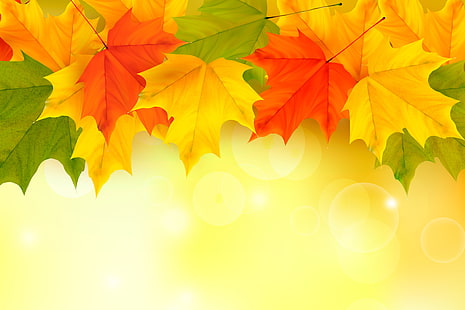 желтый, красный и зеленый лист, листья, фон, осень, клен, HD обои HD wallpaper