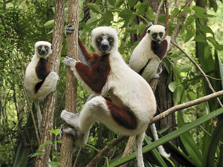 여우 원숭이, 3 개의 흰색과 갈색 나무 늘보, 여우 원숭이, 동물, HD 배경 화면