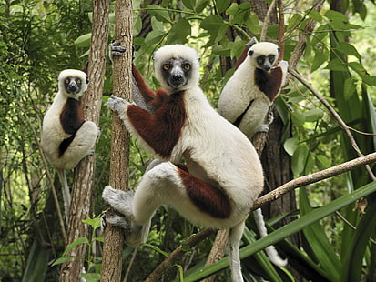 Lemur, tiga sloth putih-dan-coklat, lemur, hewan, Wallpaper HD HD wallpaper