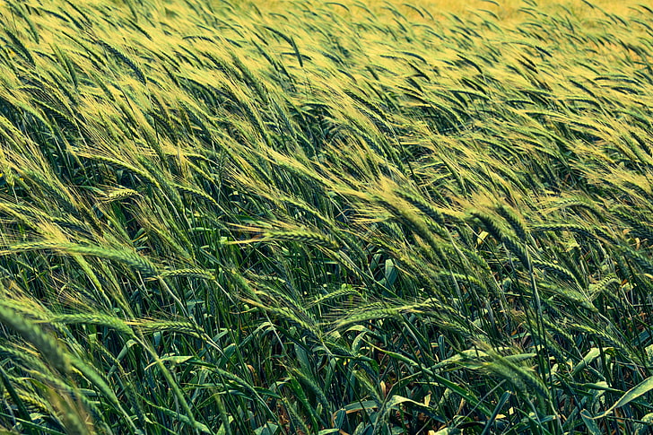 green wheat field, barley, cereals, field, HD wallpaper