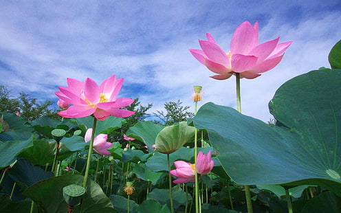 lotus green sky foliage-Flowers HD Wallpaper, pink lotus flowers, HD wallpaper HD wallpaper