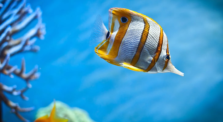 Yellow Fish, orange and white fish, Animals, Sea, Blue, Fish, Beautiful, Underwater, Water, Photography, yellow fish, HD wallpaper