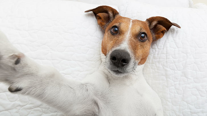 dog, funny, selfie, jack russel terrier, jack russel, terrier, cute, cuteness, HD wallpaper