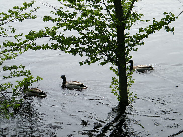 Flood_3 น้ำแม่น้ำน้ำท่วมสัตว์, วอลล์เปเปอร์ HD