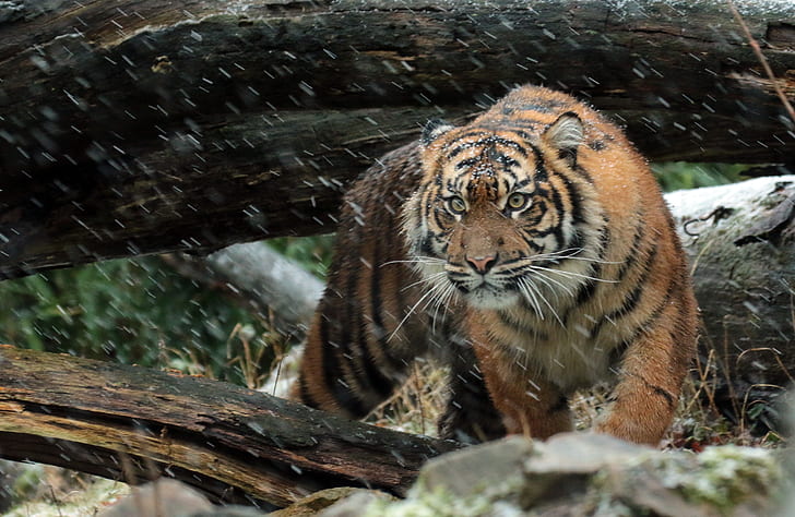 4K, tigre selvagem, tigre de Sumatra, HD papel de parede