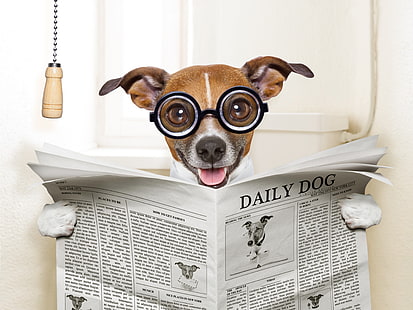 ใบหน้า, อารมณ์ขัน, แว่นตา, หนังสือพิมพ์, ห้องน้ำ, นั่ง, อ่าน, มีความสุข, Jack Russell Terrier, วอลล์เปเปอร์ HD HD wallpaper
