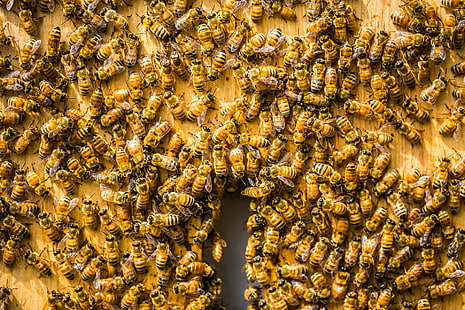 пчелы, насекомые, животные, HD обои HD wallpaper