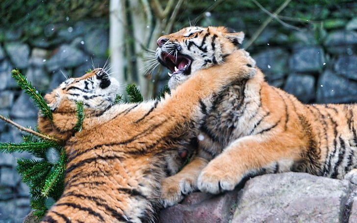 two brown tigers, tigers, fighting, predators, animals, HD wallpaper