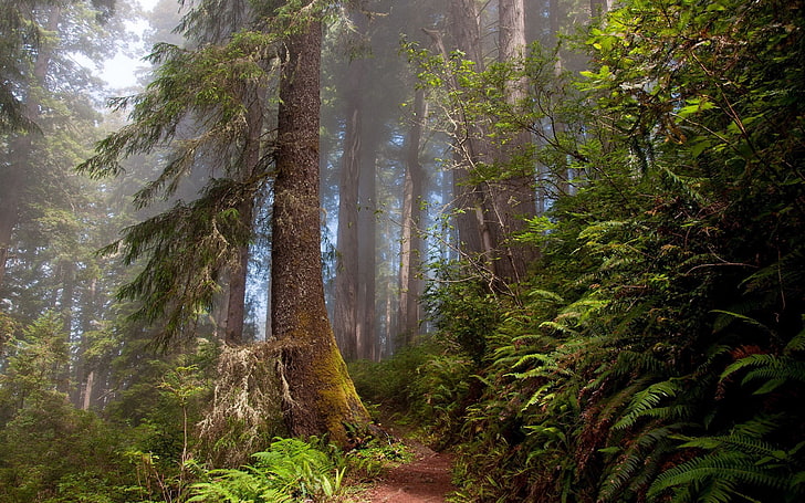 grüner Wald, Wald, Bäume, Sommer, HD-Hintergrundbild