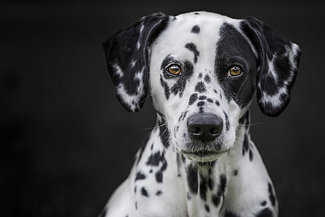 Anjing, Dalmatian, Anjing, Moncong, Kesayangan, Menatap, Wallpaper HD HD wallpaper