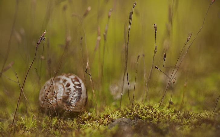 white and brown snail, snail, grass, shell, HD wallpaper
