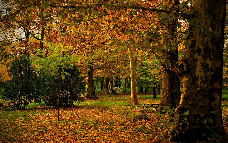 Waktu Musim Gugur, taman, pemandangan, dan daun, Wallpaper HD