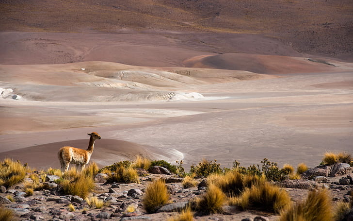 Chile, San Pedro de Atacama, altiplano, Antofagasta, Atacama, Tapety HD