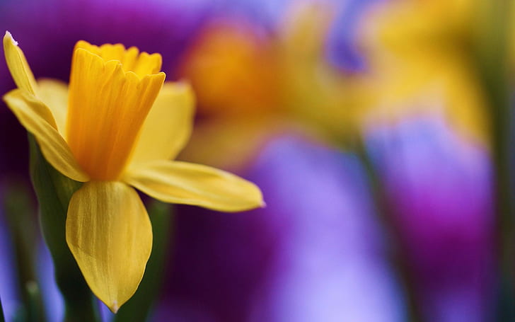 Daffodil Spring Bokeh, daffodil, spring, bokeh, HD wallpaper