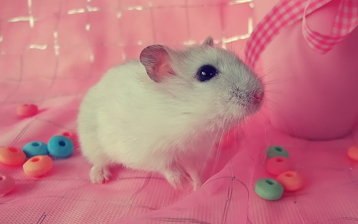 weiße Mäuse, Maus, dekorativ, weiß, Baby, HD-Hintergrundbild