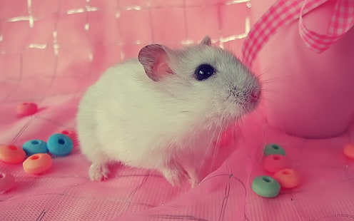 weiße Mäuse, Maus, dekorativ, weiß, Baby, HD-Hintergrundbild HD wallpaper