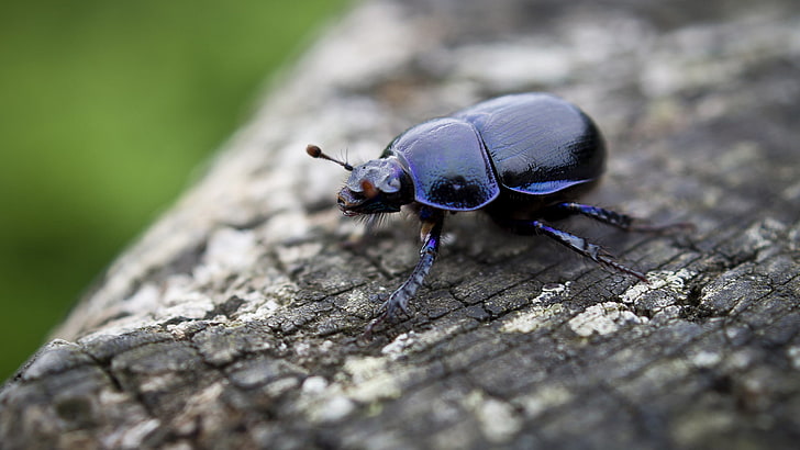 kumbang hitam, serangga, hewan, makro, kumbang, alam, Wallpaper HD