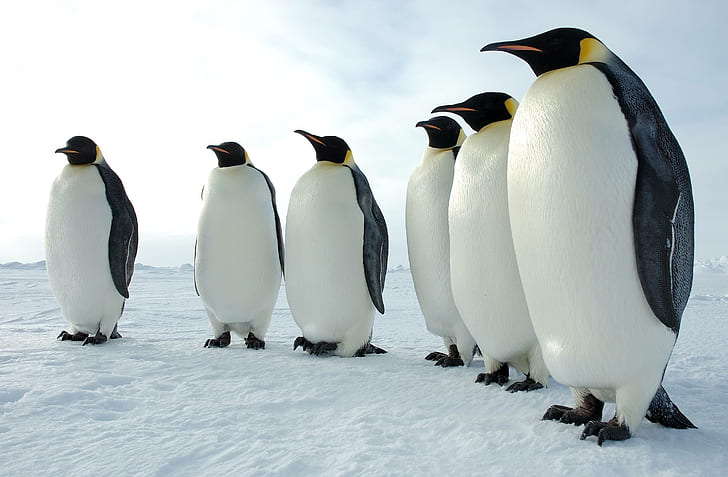 Aves, Pingüino, Animales, Pingüino Emperador, Fondo de pantalla HD