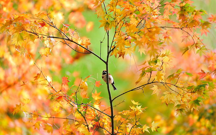 Autumn Tree Pretty Bird, trees, birds, nature, fall, autumn, nature and landscapes, HD wallpaper