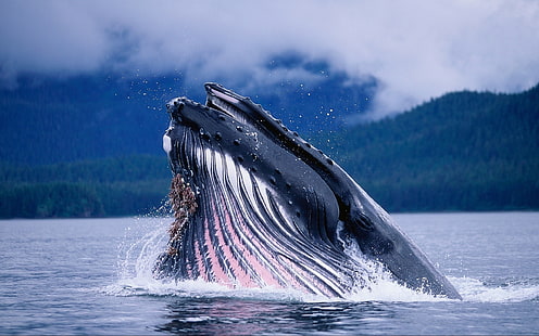 tiburón ballena gris, ballena, agua, olas, Fondo de pantalla HD HD wallpaper