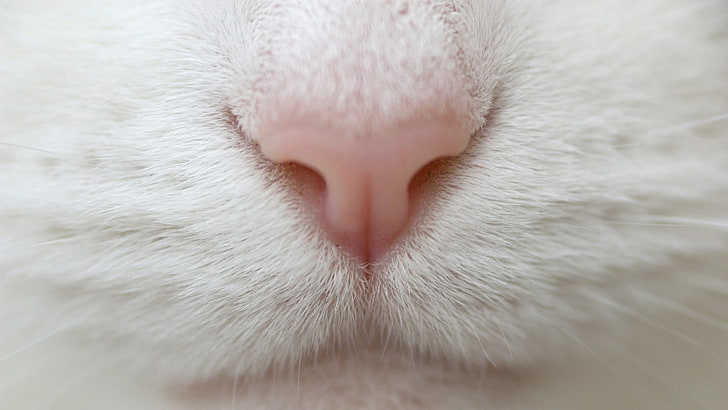 близкий вид кошачьего носа и рта, животные, кошка, детские животные, котята, крупным планом, нос, мех, HD обои