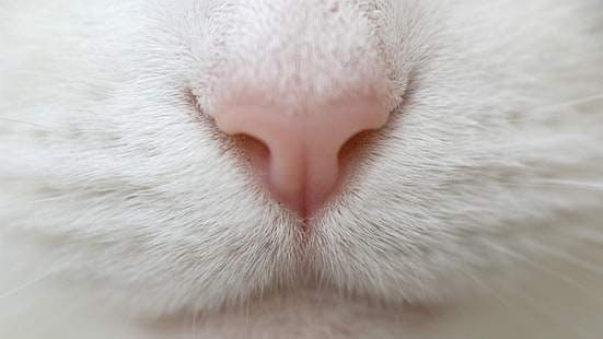 Vue rapprochée du nez et de la bouche d'un chat, animaux, chat, bébés animaux, chatons, gros plan, nez, fourrure, Fond d'écran HD HD wallpaper