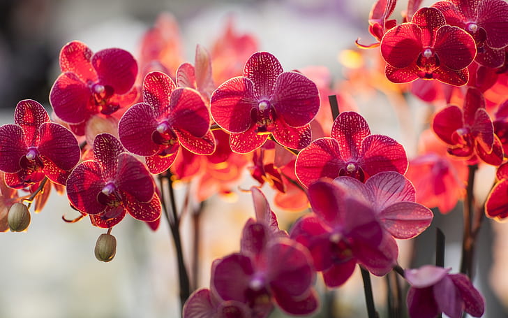 Орхидея фаленопсис, червени цветни цветя, орхидея, фаленопсис, червена, цветна, цветя, HD тапет