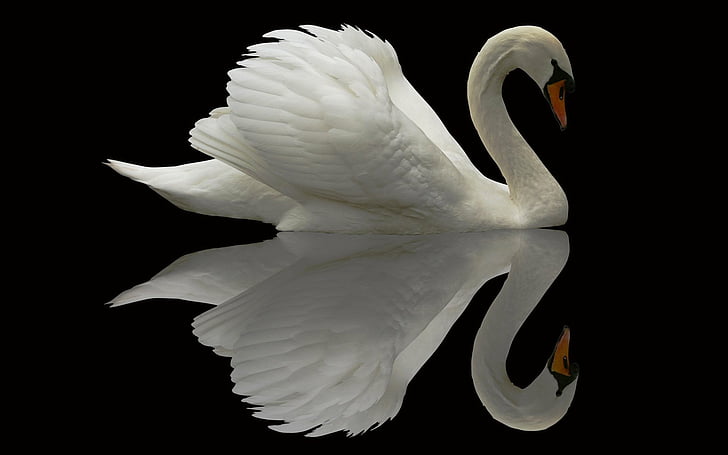 Birds, Bird, Mute Swan, Reflection, Swan, Water, HD wallpaper