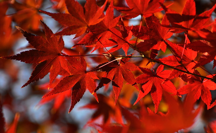 Röda japanska lönnlöv, rött lönnlöv, säsonger, höst, natur, landskap, löv, träd, blad, Japan, parkera, Tokyo, höst, lönn, bokeh, nikon, Tokio, tokyoprefecture, hikarigaoka, nerimaku, HD tapet