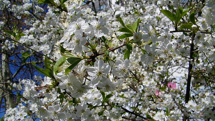 weiße Blüten mit grünen Blättern, Blüten, Zweigen, Frühling, Blätter, Stimmung, HD-Hintergrundbild