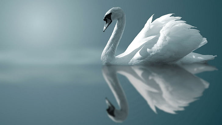 swan, bird, swim, lake, HD wallpaper