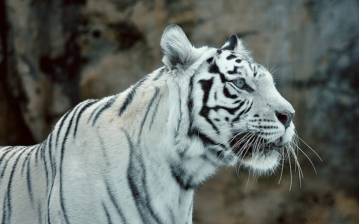 흰 호랑이, 동물, 큰 고양이, 흰색, 검은 색, HD 배경 화면