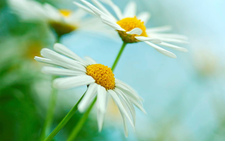 Two white daisies flowers, green blur background, Two, White, Daisies, Flowers, Green, Blur, Background, HD wallpaper