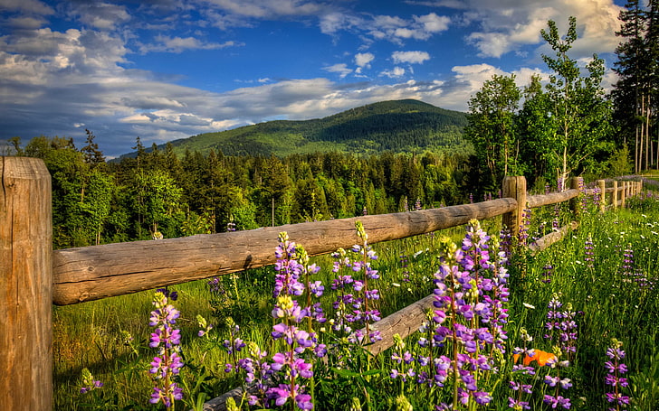Paysage de montagne de printemps naturel avec forêt verte de pins, herbe verte et fleurs violettes fond d'écran de montagne Hd pour bureau, Fond d'écran HD