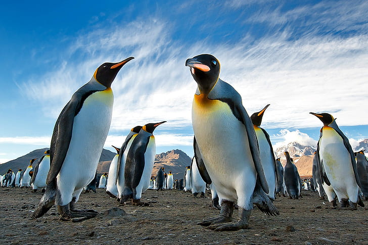 Kolonia pingwinów, Antarktyda, pingwiny, królewskie, kolonia, Antarktyda, Georgia Południowa, ziemia, góry, niebo, s, najlepsze, Tapety HD