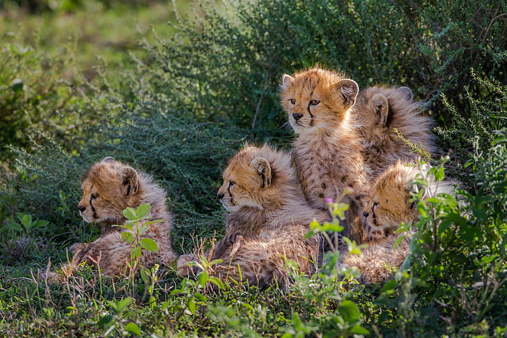 Giovani ghepardi, banda di cuccioli di ghepardo, erba, cespuglio, ghepardi, giovani, Sfondo HD