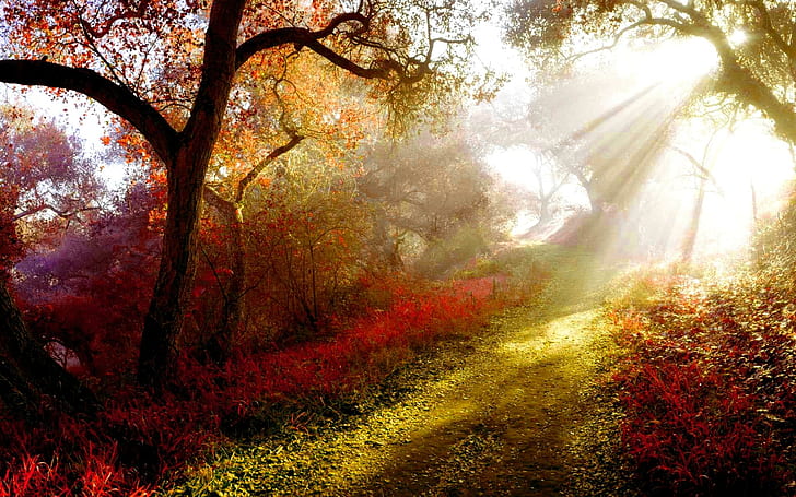 Antorcha de otoño, camino, niebla, sol, naturaleza, árbol, mañana, otoño, naturaleza y paisajes, Fondo de pantalla HD