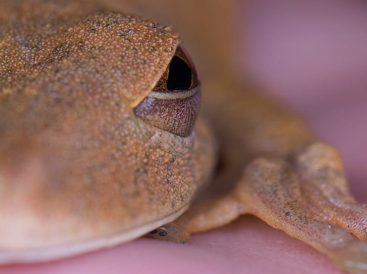 frog, wildlife, HD wallpaper