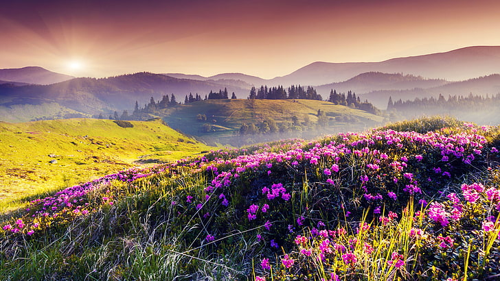 حديقة وادي الزهور الوطنية الهندية في غرب جبال الهيمالايا في ولاية أوثارانثاند مرج من المناظر الطبيعية لزهور جبال الألب المتوطنة الطبيعة 5200 × 2925، خلفية HD
