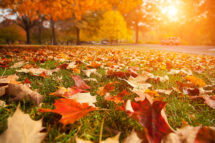 изсъхнали кленови листа много, път, листа, макро, пейзаж, природа, едър план, красив, слънчевите лъчи, слънце, есенни дървета, HD тапет